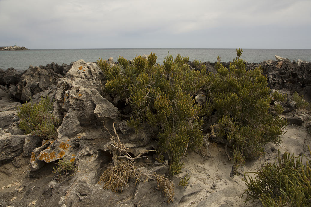 Image of Sarcocornia fruticosa specimen.