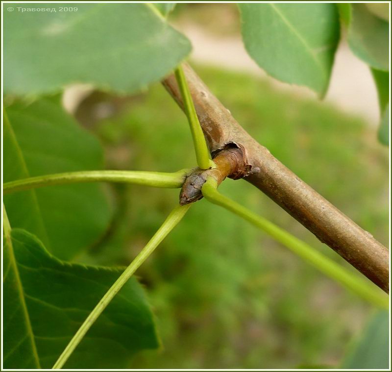 Image of Pyrus ussuriensis specimen.