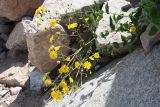 Hieracium robustum