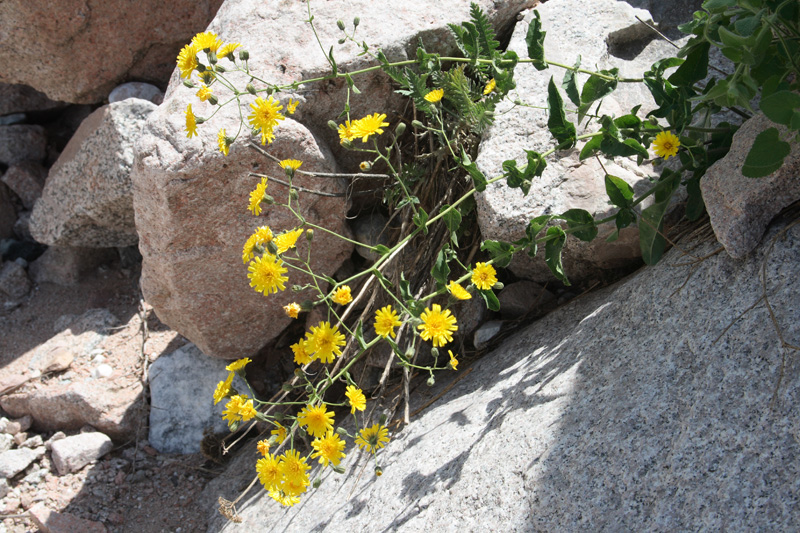 Image of Hieracium robustum specimen.