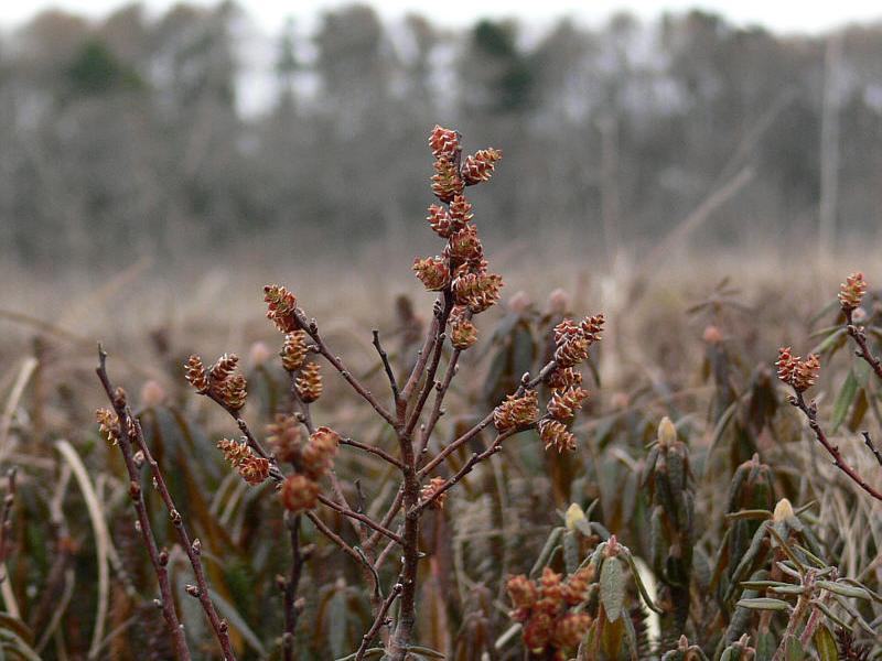 Изображение особи Myrica tomentosa.