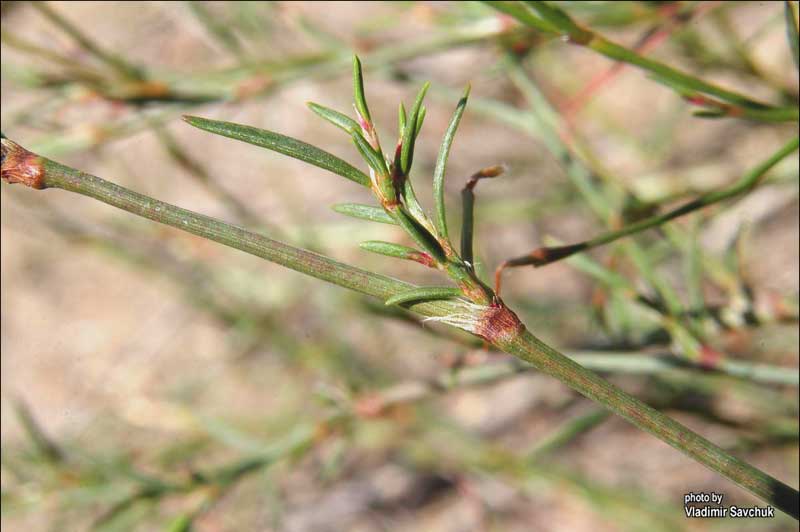 Изображение особи Polygonum salsugineum.