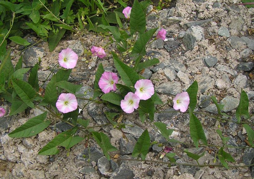 Изображение особи Convolvulus arvensis.