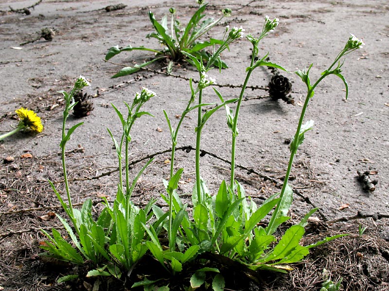 Изображение особи Capsella bursa-pastoris.