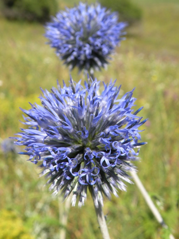 Изображение особи Echinops biebersteinii.