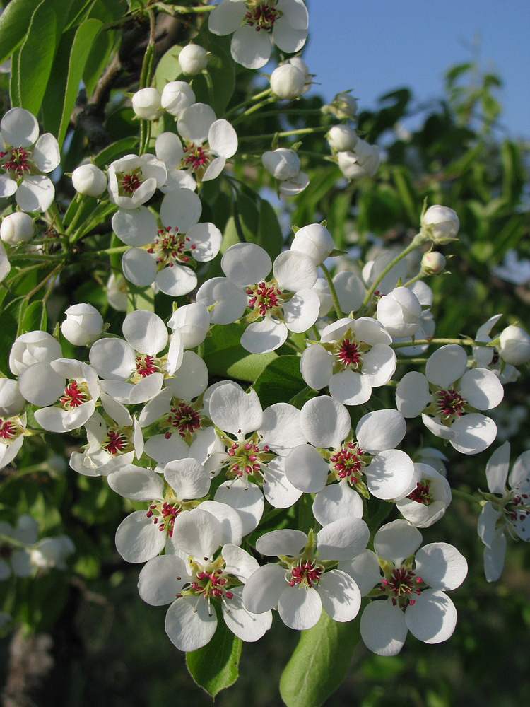 Изображение особи Pyrus communis.