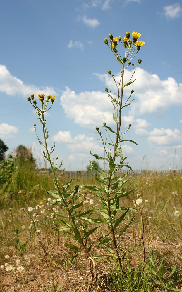 Изображение особи Hieracium umbellatum.