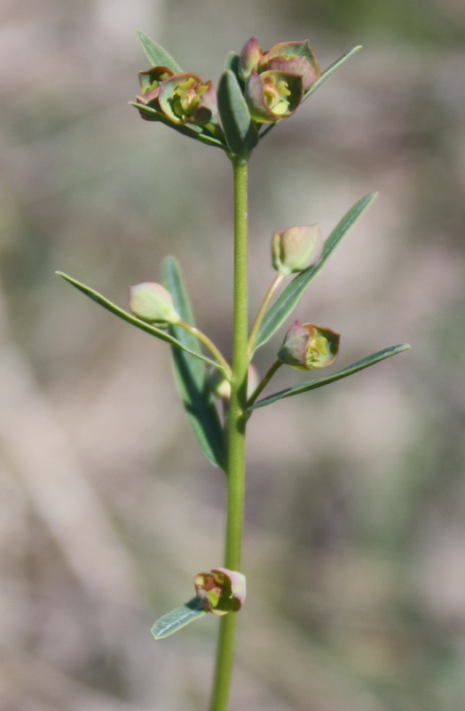 Изображение особи Euphorbia subtilis.