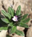 Buglossoides arvensis