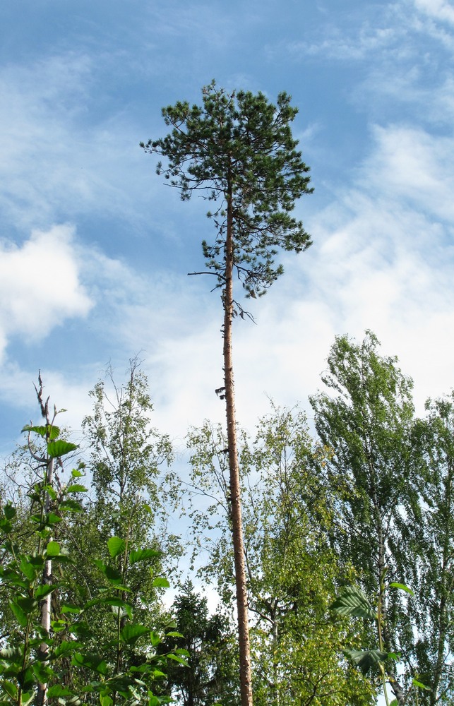 Изображение особи Pinus sylvestris.