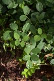 Astragalus glycyphyllos