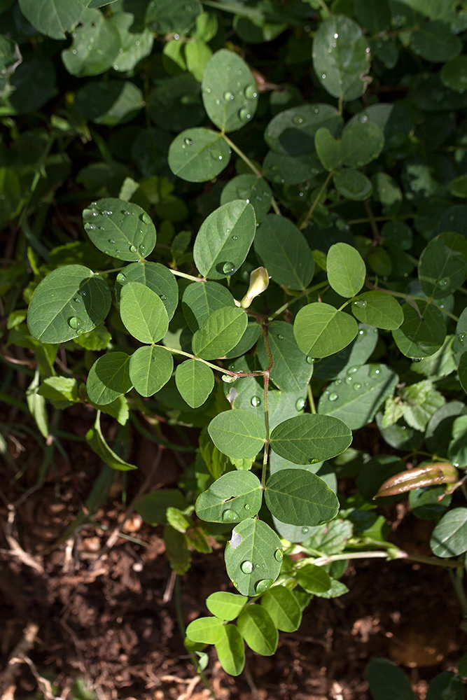 Image of Astragalus glycyphyllos specimen.