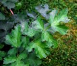 Heracleum sibiricum. Лист. Московская обл., Раменский р-н, окр. дер. Хрипань, садовый участок. 17.09.2015.