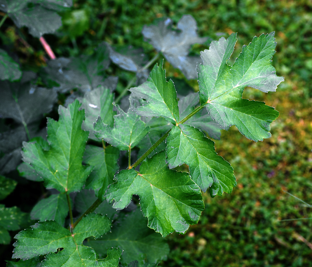 Изображение особи Heracleum sibiricum.