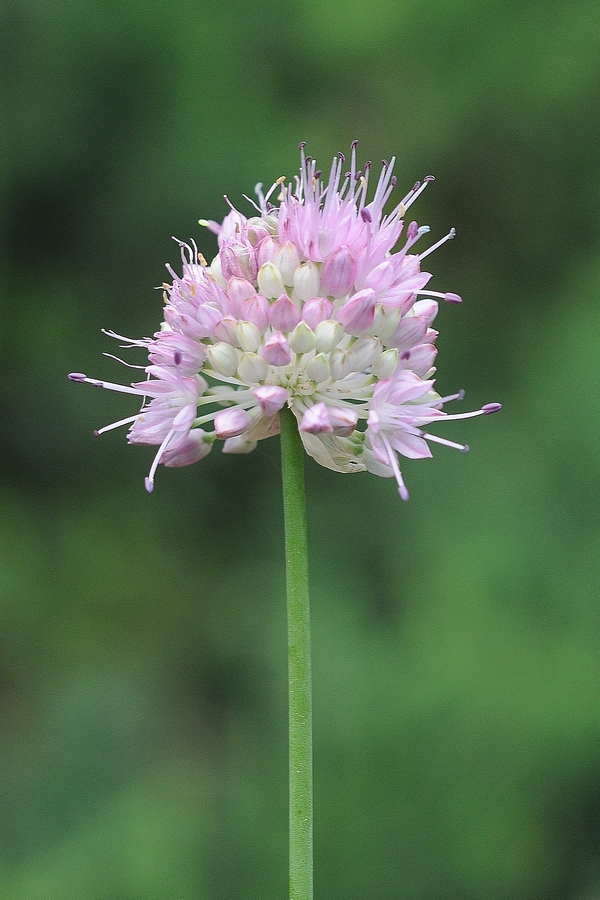 Image of Allium lineare specimen.