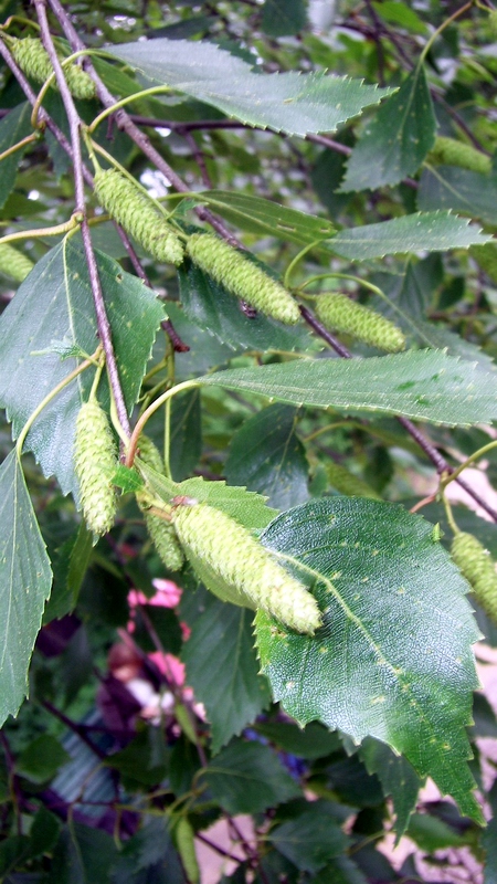 Изображение особи Betula procurva.