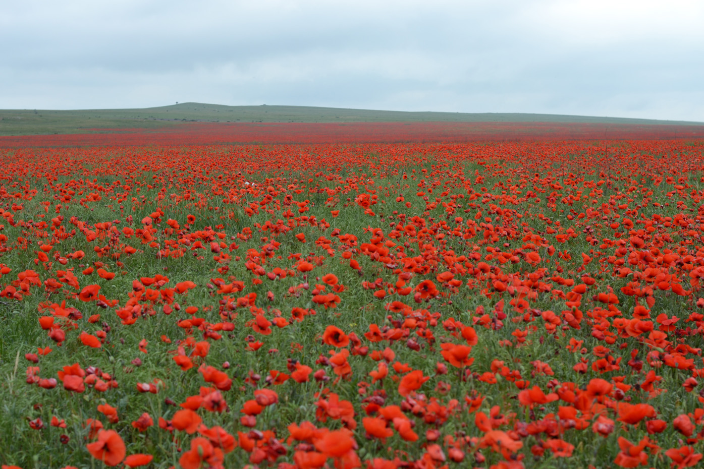 Изображение особи Papaver rhoeas.