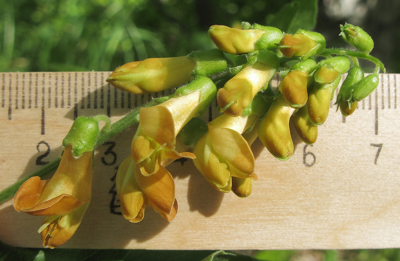 Изображение особи Lathyrus aureus.