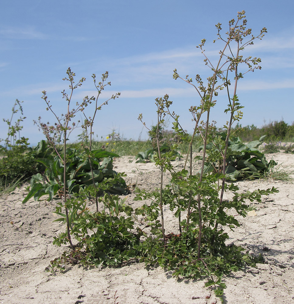 Image of Thalictrum minus specimen.