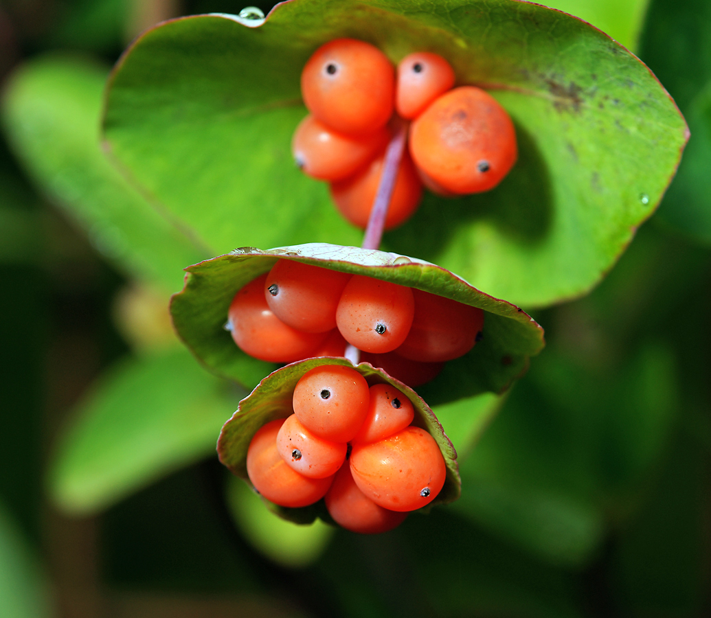 Image of Lonicera dioica specimen.