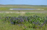 Anchusa pusilla