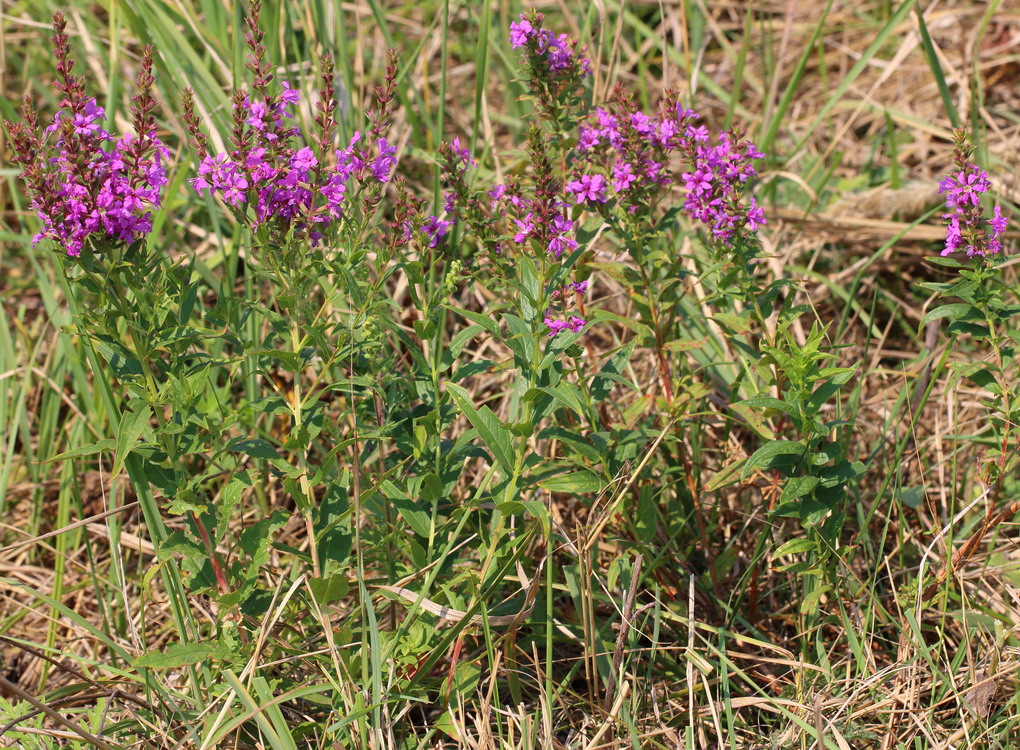 Image of Lythrum salicaria specimen.