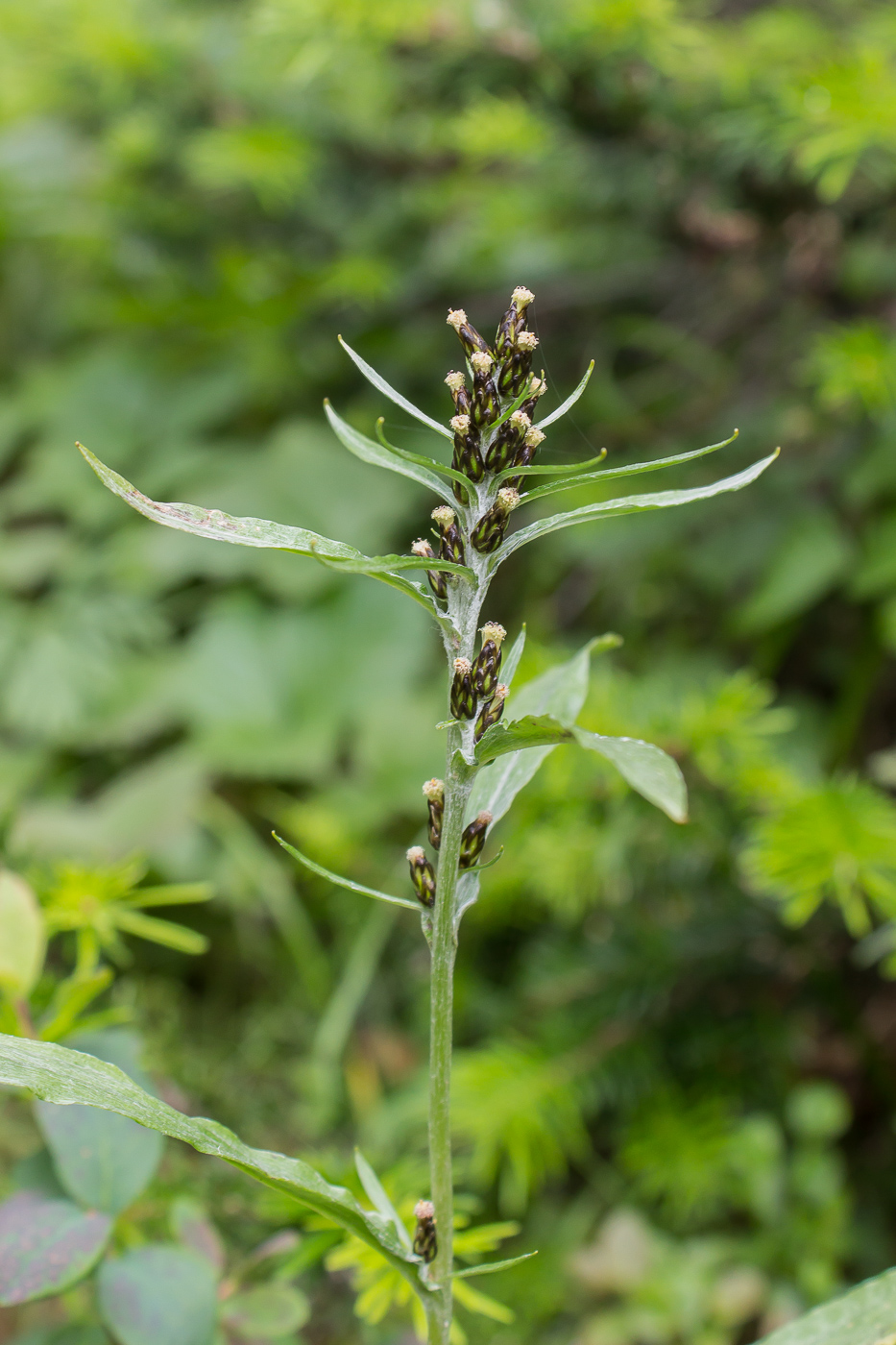 Изображение особи Omalotheca norvegica.