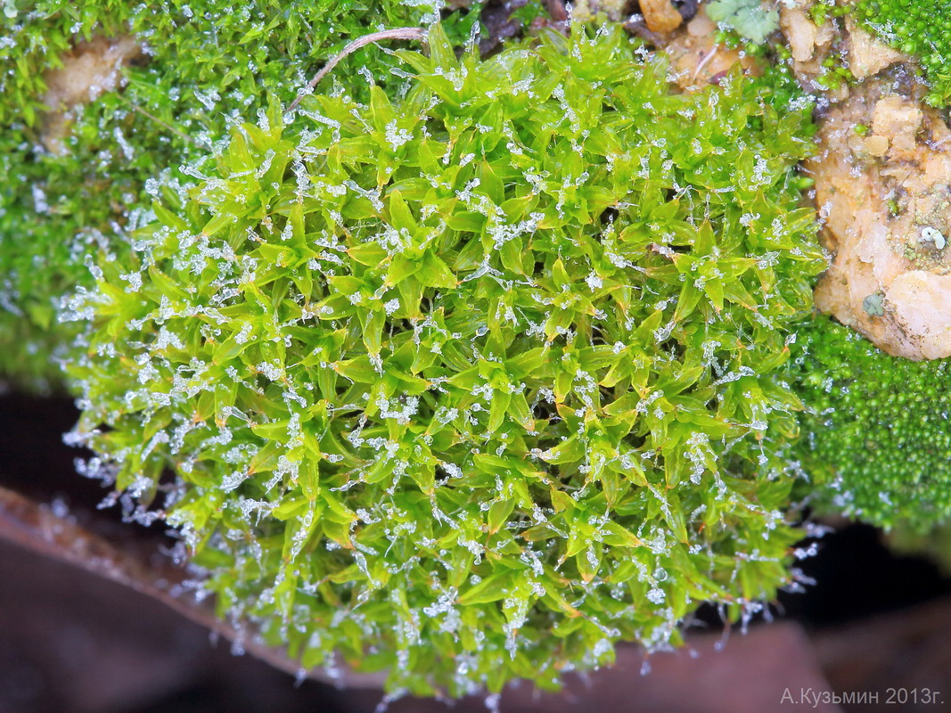 Image of Syntrichia ruralis specimen.