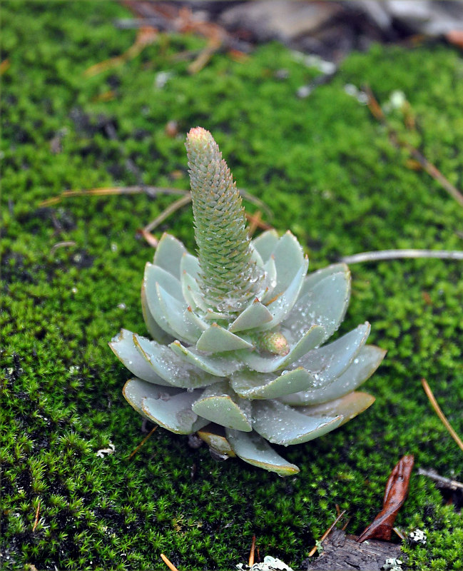 Image of Orostachys malacophylla specimen.