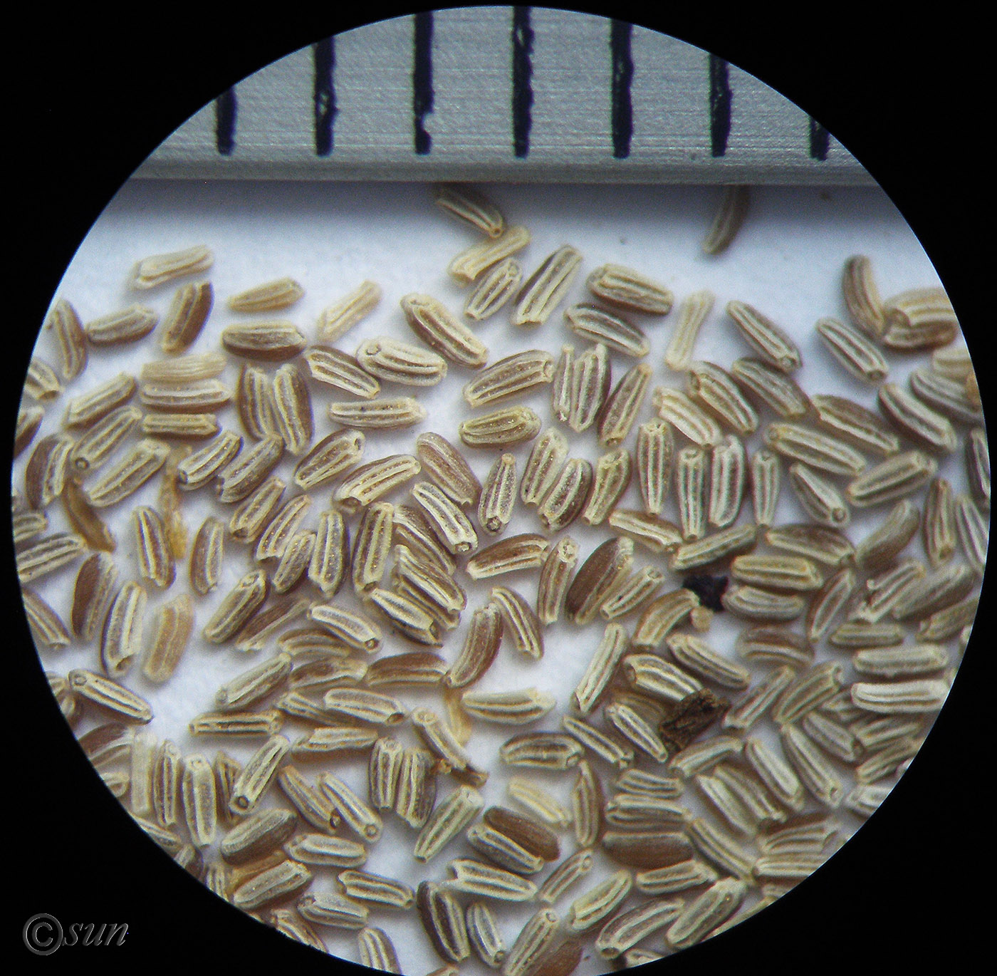 Image of Matricaria recutita specimen.