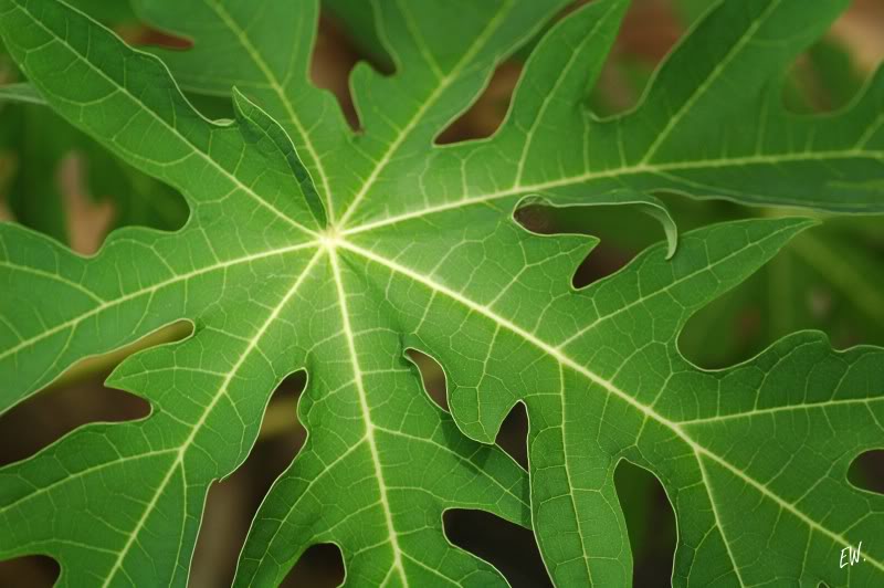 Image of Carica papaya specimen.