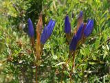 Gentiana olivieri