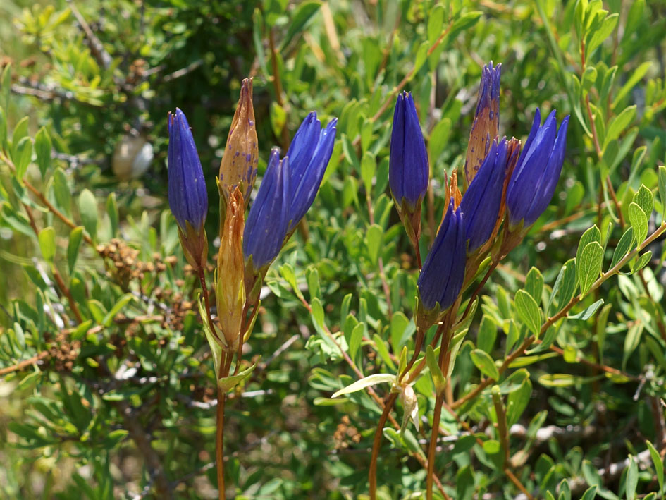 Изображение особи Gentiana olivieri.