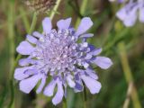 Scabiosa comosa