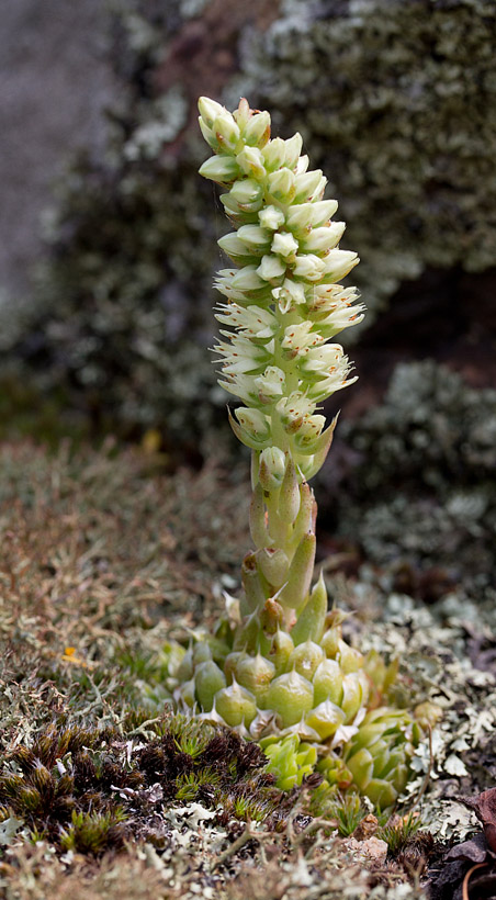 Image of Orostachys spinosa specimen.