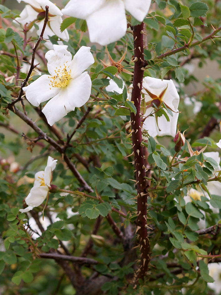 Image of genus Rosa specimen.