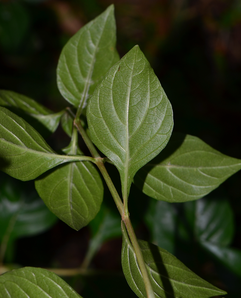 Image of Ruttya fruticosa specimen.