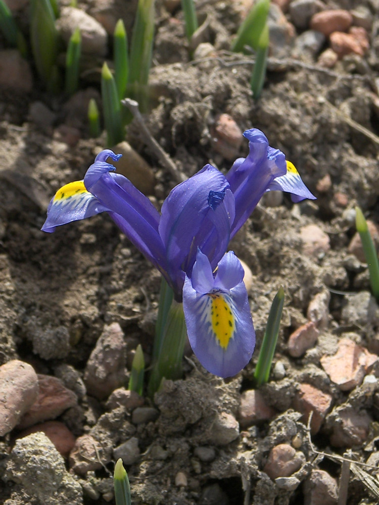 Image of Iridodictyum hyrcanum specimen.