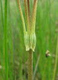 Primula finmarchica. Основание соцветия. Архангельская обл., Приморский р-н, берег Никольского рукава в дельте р. Сев. Двина. 18.06.2011.