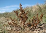 Xanthium orientale