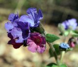 Pulmonaria obscura. Соцветие. Украина, Киев, заказник \"Лесники\", боровая терраса Днепра, лиственный лес. 8 апреля 2007 г.
