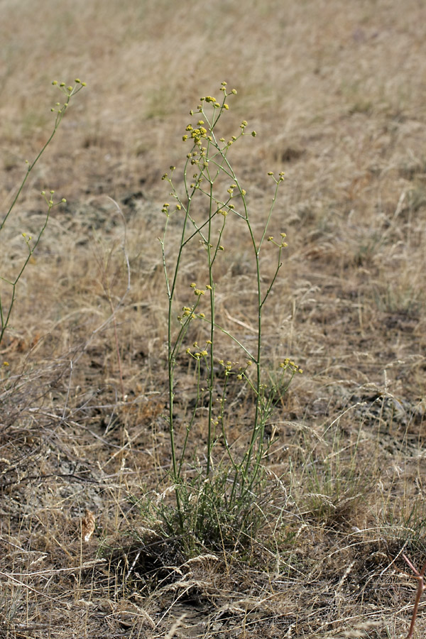 Image of Bupleurum exaltatum specimen.