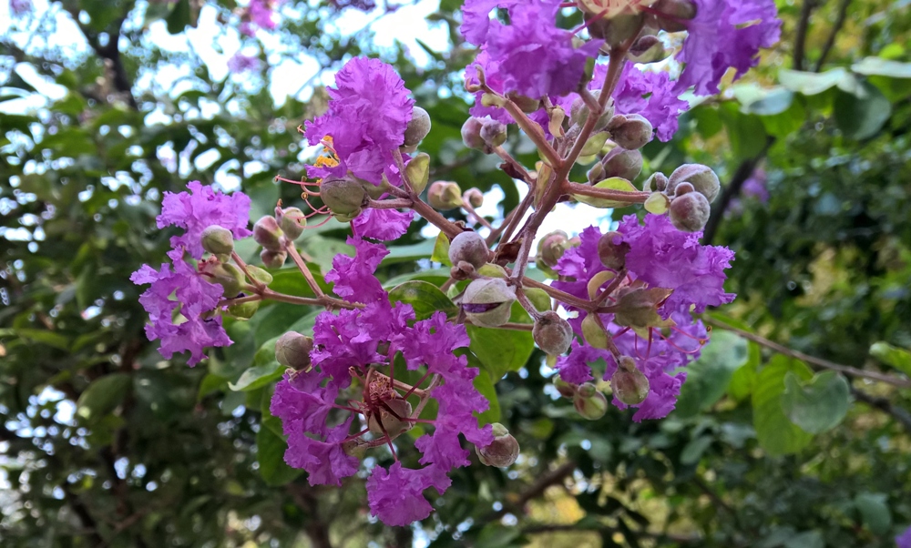 Image of Lagerstroemia indica specimen.