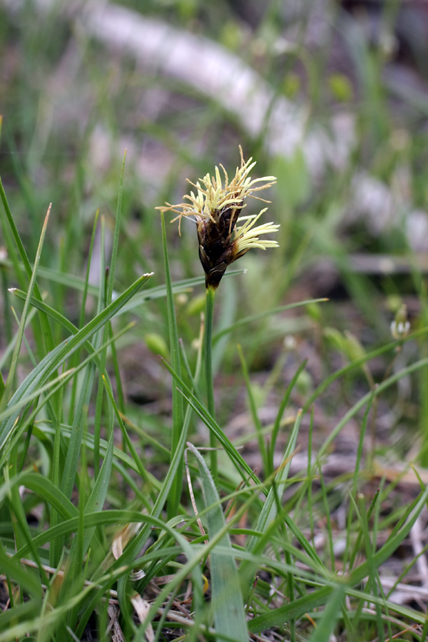 Image of Carex pachystylis specimen.