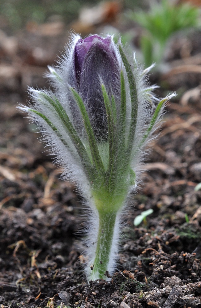 Image of Pulsatilla vulgaris specimen.