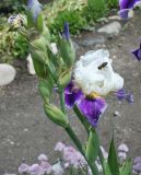 Iris &times; hybrida