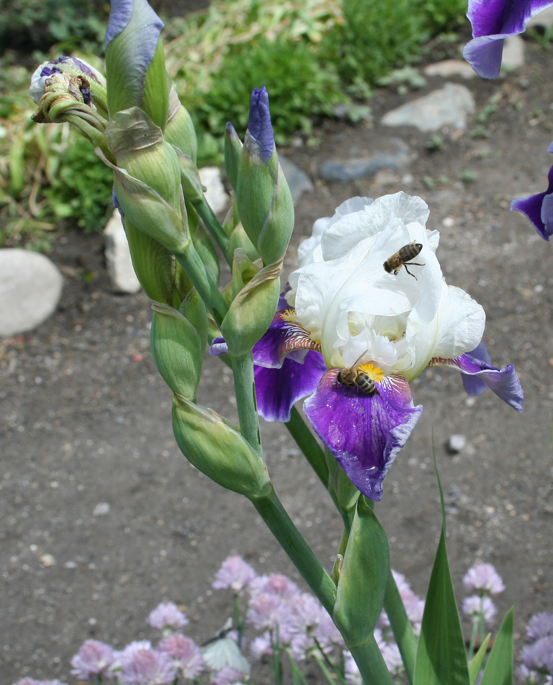 Image of Iris &times; hybrida specimen.