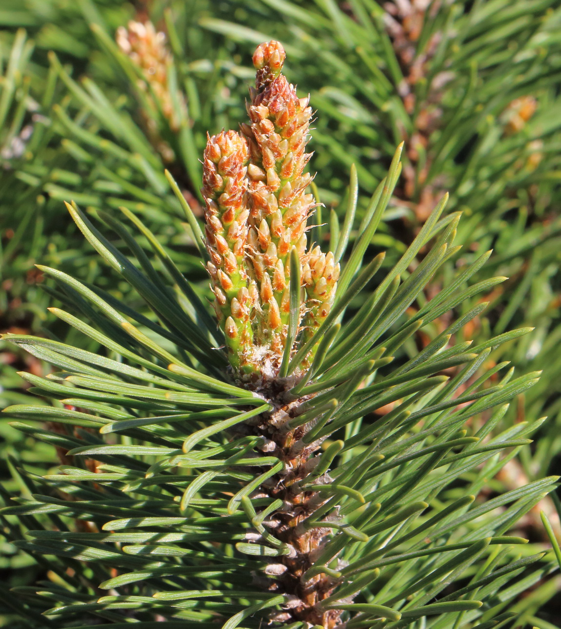 Image of Pinus mugo specimen.