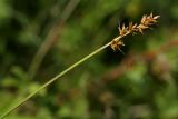 Carex spicata. Верхушка побега с соплодиями. Санкт-Петербург, Дудергофские высоты, луг на склоне южной экспозиции. 18.07.2009.
