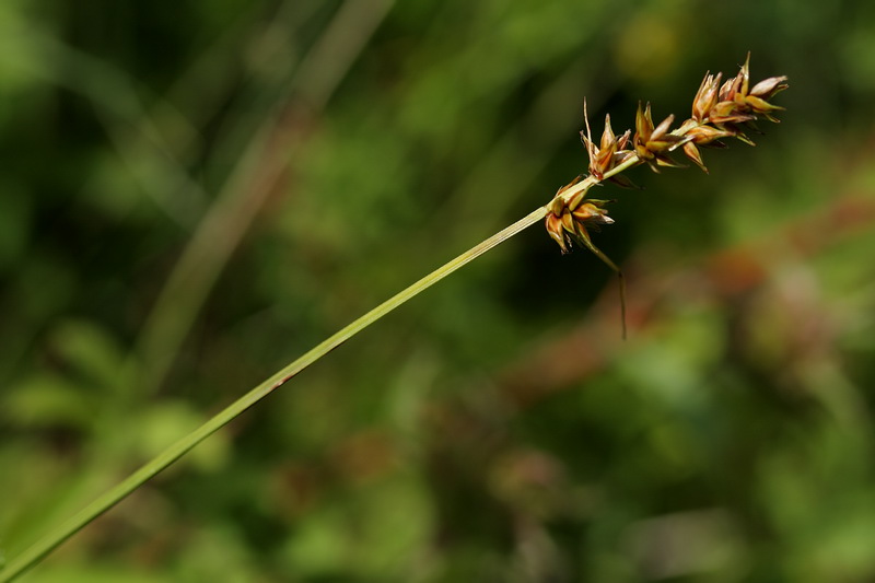 Image of Carex spicata specimen.